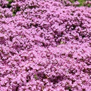 Red Supply Solution Creeping Thyme 10.000 Seeds - Walk on Me, Thymus Serpyllum Herb Flower Hardy Ground Cover Seeds, Elfin Thyme Perennial Fragrant Landscaping Flowers for Planting