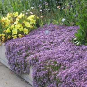 red supply solution creeping thyme 10.000 seeds - walk on me, thymus serpyllum herb flower hardy ground cover seeds, elfin thyme perennial fragrant landscaping flowers for planting