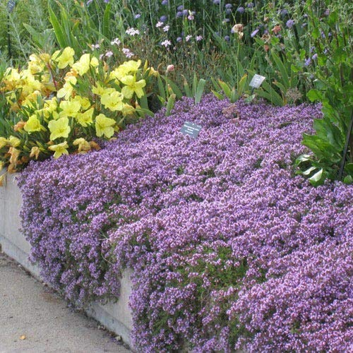 Red Supply Solution Creeping Thyme 10.000 Seeds - Walk on Me, Thymus Serpyllum Herb Flower Hardy Ground Cover Seeds, Elfin Thyme Perennial Fragrant Landscaping Flowers for Planting