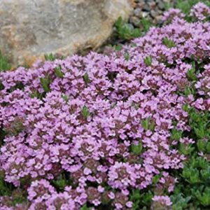 Red Supply Solution Creeping Thyme 10.000 Seeds - Walk on Me, Thymus Serpyllum Herb Flower Hardy Ground Cover Seeds, Elfin Thyme Perennial Fragrant Landscaping Flowers for Planting