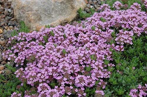 Red Supply Solution Creeping Thyme 10.000 Seeds - Walk on Me, Thymus Serpyllum Herb Flower Hardy Ground Cover Seeds, Elfin Thyme Perennial Fragrant Landscaping Flowers for Planting