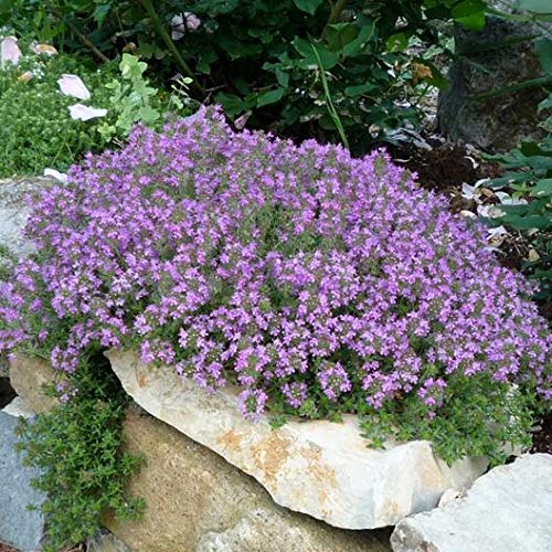 Red Supply Solution Creeping Thyme 10.000 Seeds - Walk on Me, Thymus Serpyllum Herb Flower Hardy Ground Cover Seeds, Elfin Thyme Perennial Fragrant Landscaping Flowers for Planting