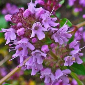 Red Supply Solution Creeping Thyme 10.000 Seeds - Walk on Me, Thymus Serpyllum Herb Flower Hardy Ground Cover Seeds, Elfin Thyme Perennial Fragrant Landscaping Flowers for Planting