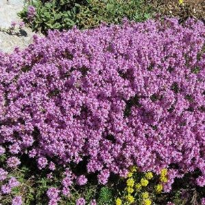 Red Supply Solution Creeping Thyme 10.000 Seeds - Walk on Me, Thymus Serpyllum Herb Flower Hardy Ground Cover Seeds, Elfin Thyme Perennial Fragrant Landscaping Flowers for Planting