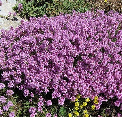 Red Supply Solution Creeping Thyme 10.000 Seeds - Walk on Me, Thymus Serpyllum Herb Flower Hardy Ground Cover Seeds, Elfin Thyme Perennial Fragrant Landscaping Flowers for Planting