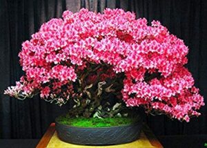 bonsai judas tree seeds | 10 seeds | flowering tree prized for bonsai