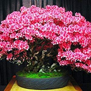 Bonsai Judas Tree Seeds | 10 Seeds | Flowering Tree Prized for Bonsai