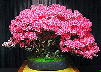 Bonsai Judas Tree Seeds | 10 Seeds | Flowering Tree Prized for Bonsai