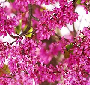 Bonsai Judas Tree Seeds | 10 Seeds | Flowering Tree Prized for Bonsai