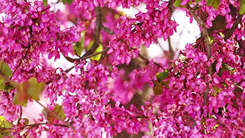 Bonsai Judas Tree Seeds | 10 Seeds | Flowering Tree Prized for Bonsai