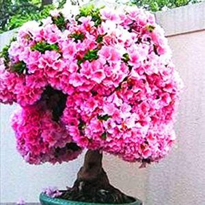 Bonsai Judas Tree Seeds | 10 Seeds | Flowering Tree Prized for Bonsai