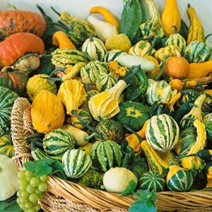 small gourd mix seeds to grow | 50+ seeds | grow your own fall decor