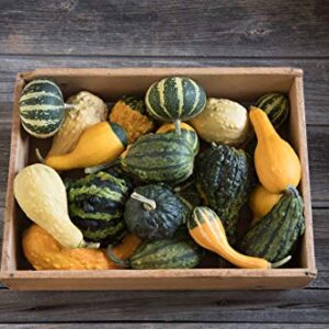 Small Gourd Mix Seeds to Grow | 50+ Seeds | Grow Your Own Fall Decor