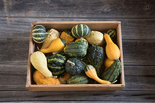 Small Gourd Mix Seeds to Grow | 50+ Seeds | Grow Your Own Fall Decor