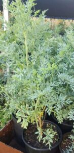 plant,  ruda plant common rue ruta graveolens herb of grace 5 to 7 inches tall