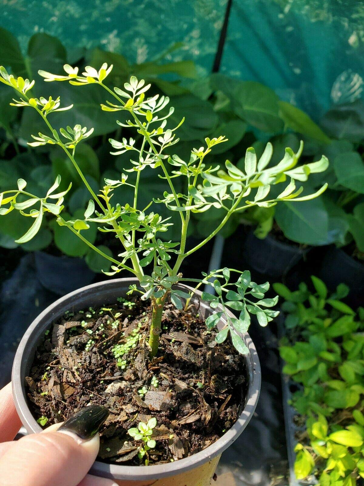 Plant,  Ruda Plant Common Rue Ruta graveolens Herb of Grace 5 to 7 inches Tall