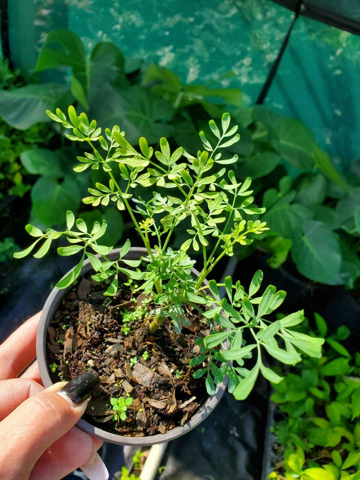 Plant,  Ruda Plant Common Rue Ruta graveolens Herb of Grace 5 to 7 inches Tall