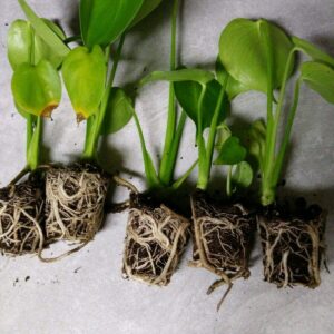 5 Pack Monstera Delicious 'Swiss Cheese Plant' Live Plants Easy to Grow Edible Fruits Tropical Indoor or Outdoor