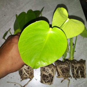 5 Pack Monstera Delicious 'Swiss Cheese Plant' Live Plants Easy to Grow Edible Fruits Tropical Indoor or Outdoor