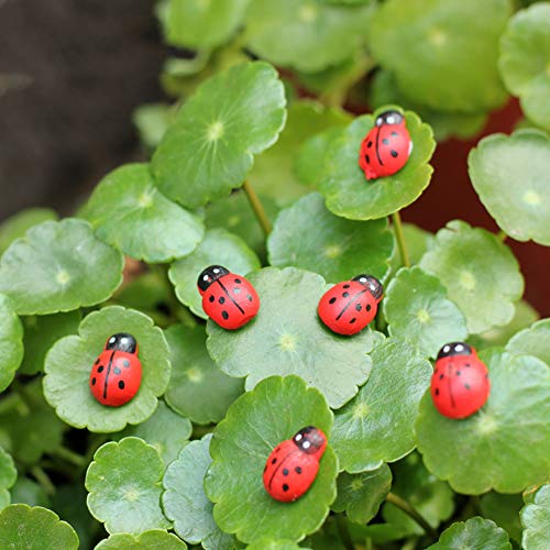 ekqw015l Miniature Ornaments Plant Pots, Bonsai Garden Accessories & 100Pcs/Set Manual Mini Wooden Ladybird Micro Landscape Decor DIY Wall Sticker