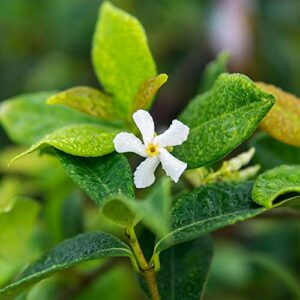 Perfect Plants Liquid Jasmine Fertilizer | 8oz. of Premium Concentrated Indoor Outdoor Jasmine Food | Use with Aromatic and Flowering Jasminum | Bloom Booster