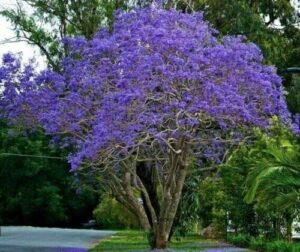 beautiful flowering blue jacaranda tree plant 5-11" tall potted (no california)