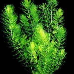 3 Hornwort Bunch Plants for Ponds or Aquariums