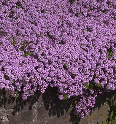 UtopiaSeeds Creeping Thyme Seeds - Thymus Serpyllum - Landscaping Ground Cover - Purple - Approximately 8000 Seeds