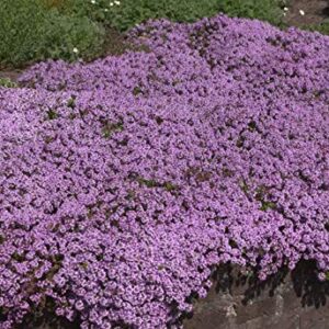 UtopiaSeeds Creeping Thyme Seeds - Thymus Serpyllum - Landscaping Ground Cover - Purple - Approximately 8000 Seeds
