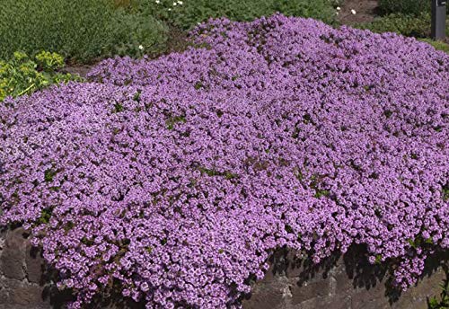 UtopiaSeeds Creeping Thyme Seeds - Thymus Serpyllum - Landscaping Ground Cover - Purple - Approximately 8000 Seeds