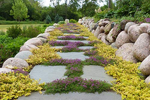 UtopiaSeeds Creeping Thyme Seeds - Thymus Serpyllum - Landscaping Ground Cover - Purple - Approximately 8000 Seeds
