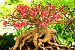 desert rose seeds to grow | 10 pack | highly prized multicolored flowering bonsai | adenium obesum,10 seeds to grow