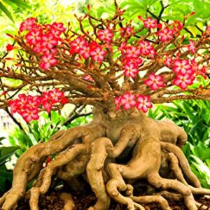 Desert Rose Seeds to Grow | 10 Pack | Highly Prized Multicolored Flowering Bonsai | Adenium Obesum,10 Seeds to Grow