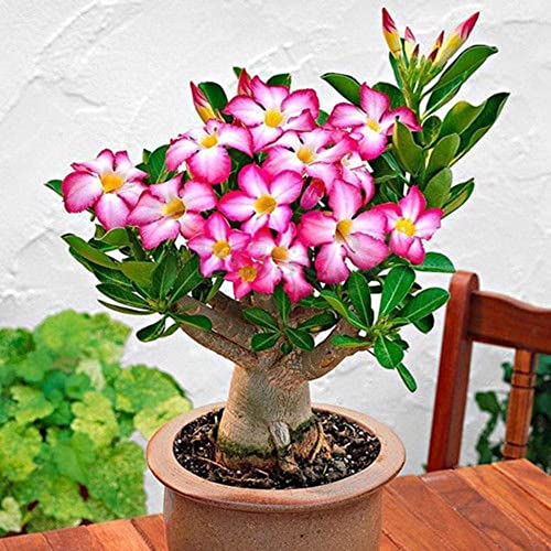 Desert Rose Seeds to Grow | 10 Pack | Highly Prized Multicolored Flowering Bonsai | Adenium Obesum,10 Seeds to Grow