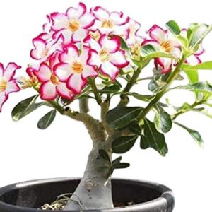 Desert Rose Seeds to Grow | 10 Pack | Highly Prized Multicolored Flowering Bonsai | Adenium Obesum,10 Seeds to Grow