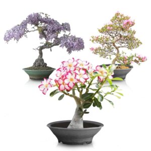 flowering bonsai tree seed bundle #2 - all flowering tree seeds, vibrant colors - desert rose, japanese cherry blossom, chinese wisteria