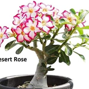 Flowering Bonsai Tree Seed Bundle #2 - All Flowering Tree Seeds, Vibrant Colors - Desert Rose, Japanese Cherry Blossom, Chinese Wisteria