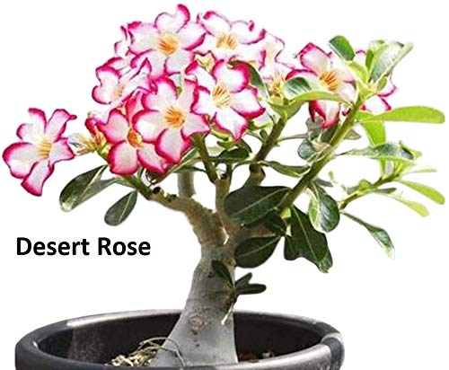 Flowering Bonsai Tree Seed Bundle #2 - All Flowering Tree Seeds, Vibrant Colors - Desert Rose, Japanese Cherry Blossom, Chinese Wisteria