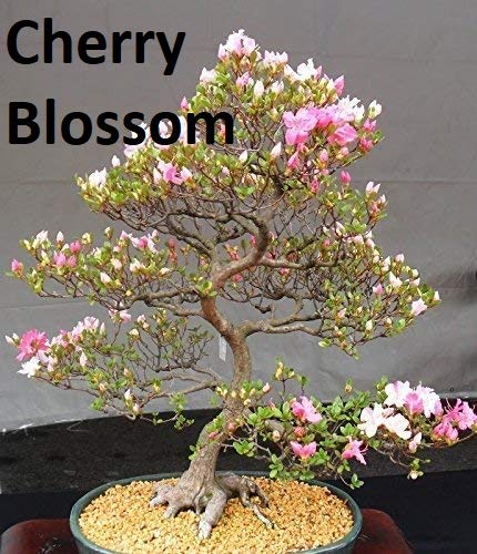 Flowering Bonsai Tree Seed Bundle #2 - All Flowering Tree Seeds, Vibrant Colors - Desert Rose, Japanese Cherry Blossom, Chinese Wisteria