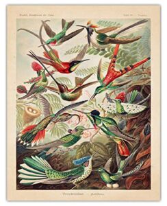 vintage ernst haeckel birds wall art print: 11x14 unframed bird wall decor poster for home, office, dorm, farmhouse, bedroom & living room | creative housewarming gift idea for bird & nature lovers