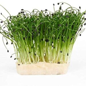 4 oz Garlic Chive Seeds, Non-GMO Microgreen Pure Seed,- Delicious Herb! Microgreens, Sprouting Seeds,- Country Creek LLC. Brand