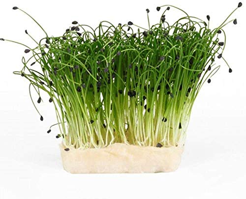 4 oz Garlic Chive Seeds, Non-GMO Microgreen Pure Seed,- Delicious Herb! Microgreens, Sprouting Seeds,- Country Creek LLC. Brand