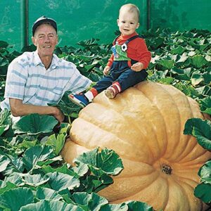 biggest pumpkin in the world | 10 seeds | grow atlantic giant pumpkins