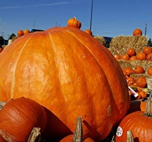 Biggest Pumpkin in The World | 10 Seeds | Grow Atlantic Giant Pumpkins