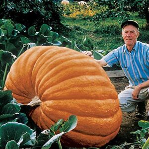 Biggest Pumpkin in The World | 10 Seeds | Grow Atlantic Giant Pumpkins