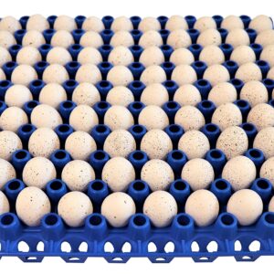 6 RITE FARM PRODUCTS 90 Egg Plastic Trays for Quail Pigeon Dove Bird Flat Carton