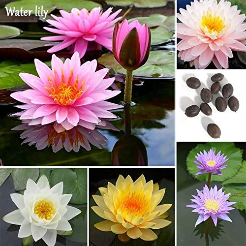 Water Lilly Seeds for Planting | 10 Lotus Seeds | Beautiful Flowering Aquatic Bonsai Plant Seeds | Made in USA, Ships from Iowa