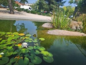 water lilly seeds for planting | 10 lotus seeds | beautiful flowering aquatic bonsai plant seeds | made in usa, ships from iowa