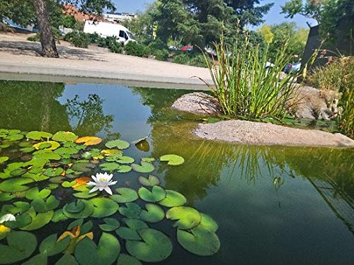 Water Lilly Seeds for Planting | 10 Lotus Seeds | Beautiful Flowering Aquatic Bonsai Plant Seeds | Made in USA, Ships from Iowa