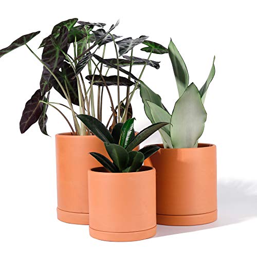 POTEY Terracotta Planter with Drainage Hole and Saucer - 6 Inch 5 Inch 4 Inch Indoor Cylindrical Plants Flower Containers Unglazed Clay Pots - Set of 3, 222231